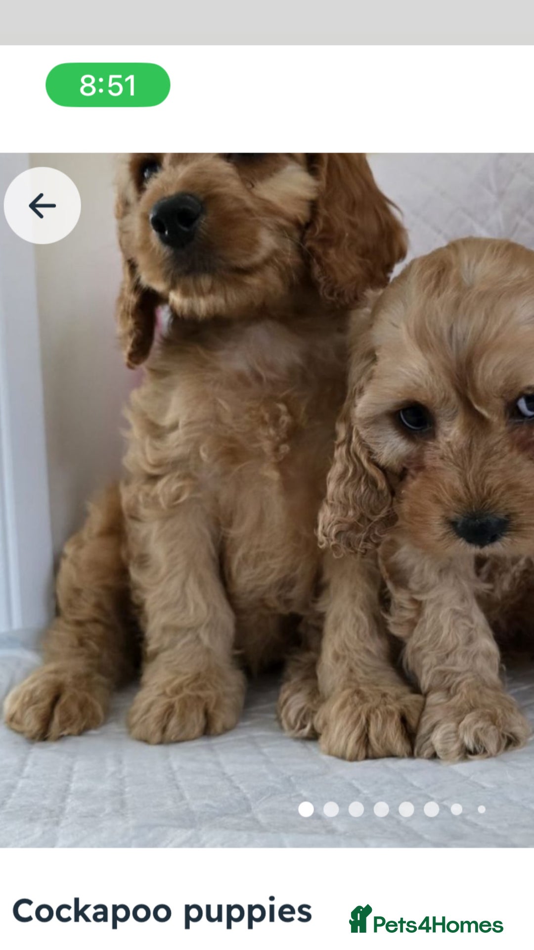 Cavapoo dogs for sale: Pappy for sale - Image 2