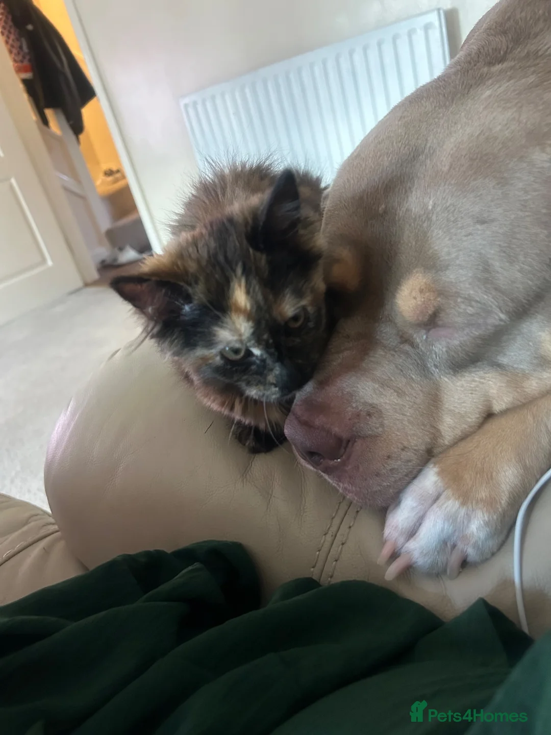 Mixed Breed cats for sale: Beautiful 4 month old kitten in Harrow - Advert 3