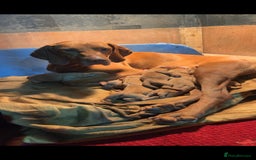 Hungarian Vizsla dogs for sale: Hungarian Vizsla puppies - Image 13