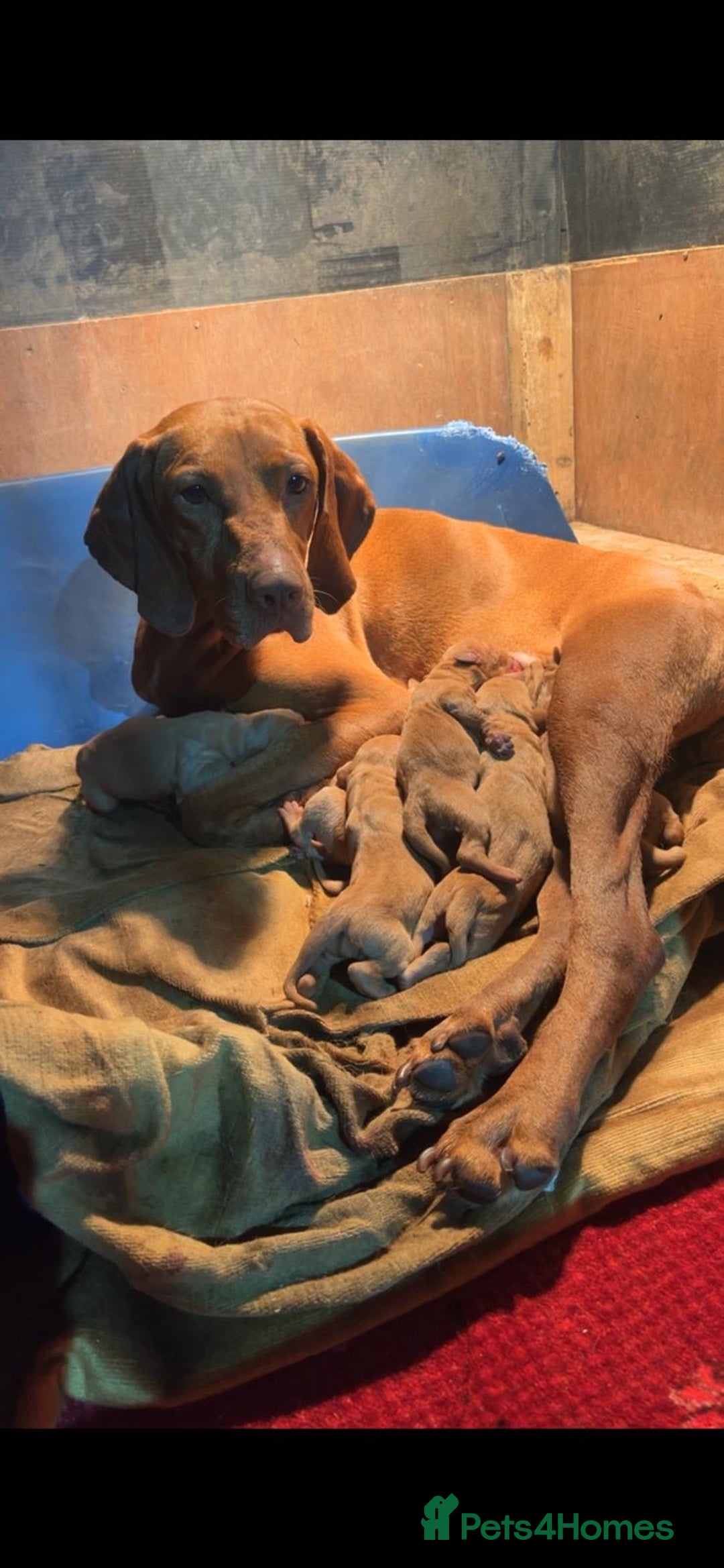 Hungarian Vizsla dogs for sale: Hungarian Vizsla puppies - Image 13