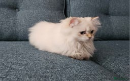 Scottish Fold cats for sale: Excellent Scottish straight girl ready to go in Erith - Image 12