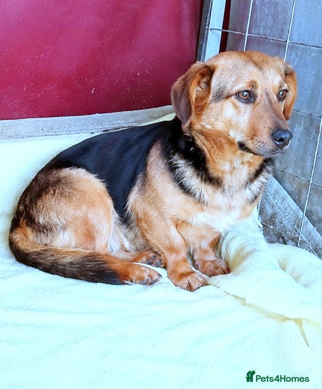 Mixed Breed dogs 💔 Marie – She Never Had A Chance 💔 - Advert 1
