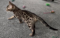 Bengal cats for sale: Well socialised bengal kittens - ready 21/12/25 - Advert 33