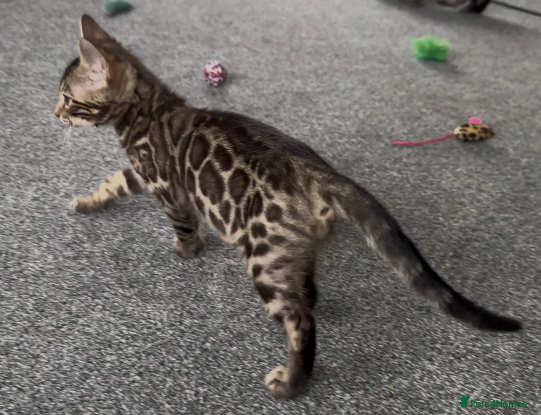 Bengal cats for sale: Well socialised bengal kittens - ready 21/12/25 - Advert 33