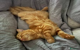 Mixed Breed cats for sale: Ginger Male Ragdoll - Image 12