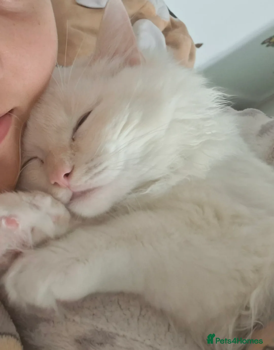 Ragdoll cats for sale: Purebreed Ragdoll in Southampton - Advert 2