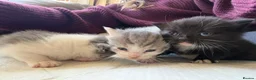 British Shorthair cats for sale: British shorthair cross kittens  - Advert 4