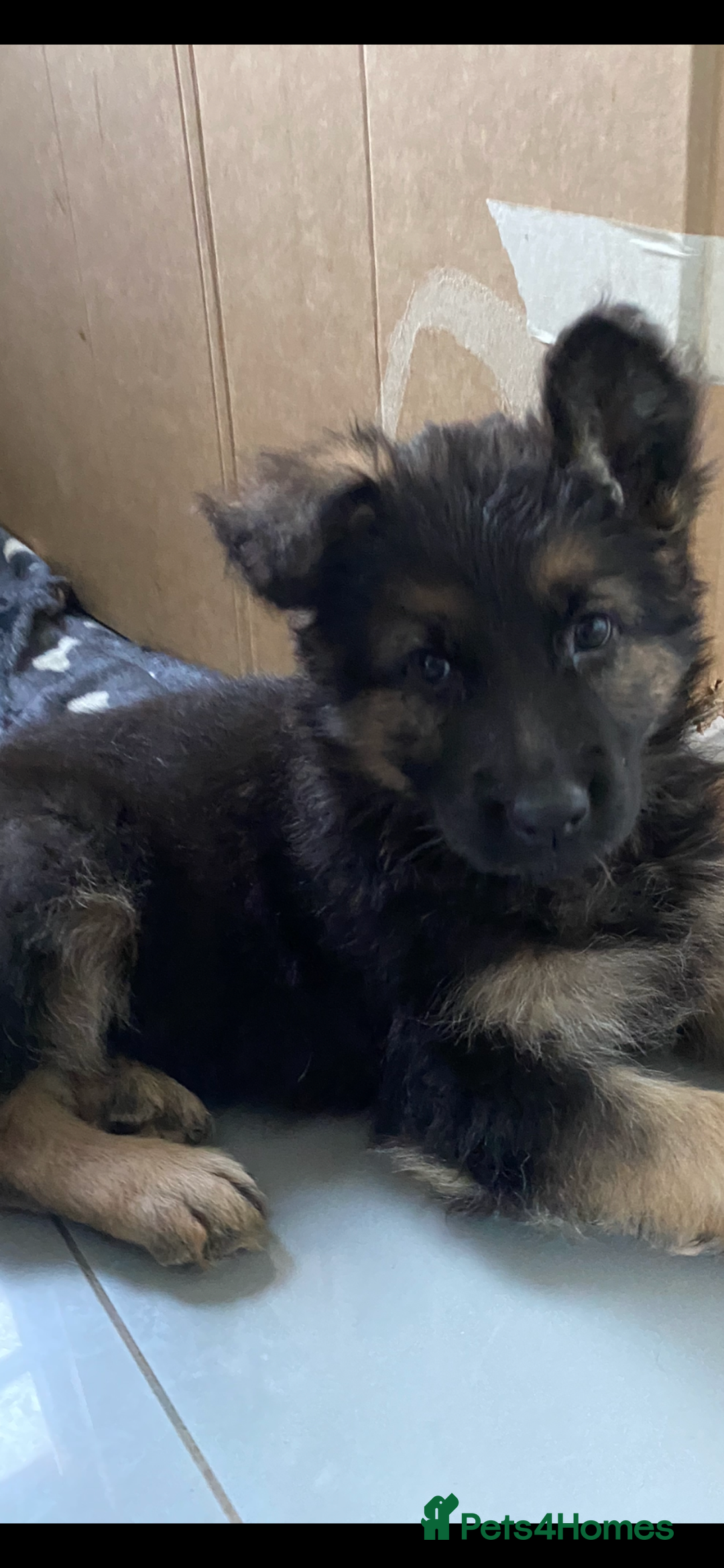 German Shepherd dogs for sale: KC Reg. Amazing Beautiful Girls Awaiting A Home ❤️ - Image 8