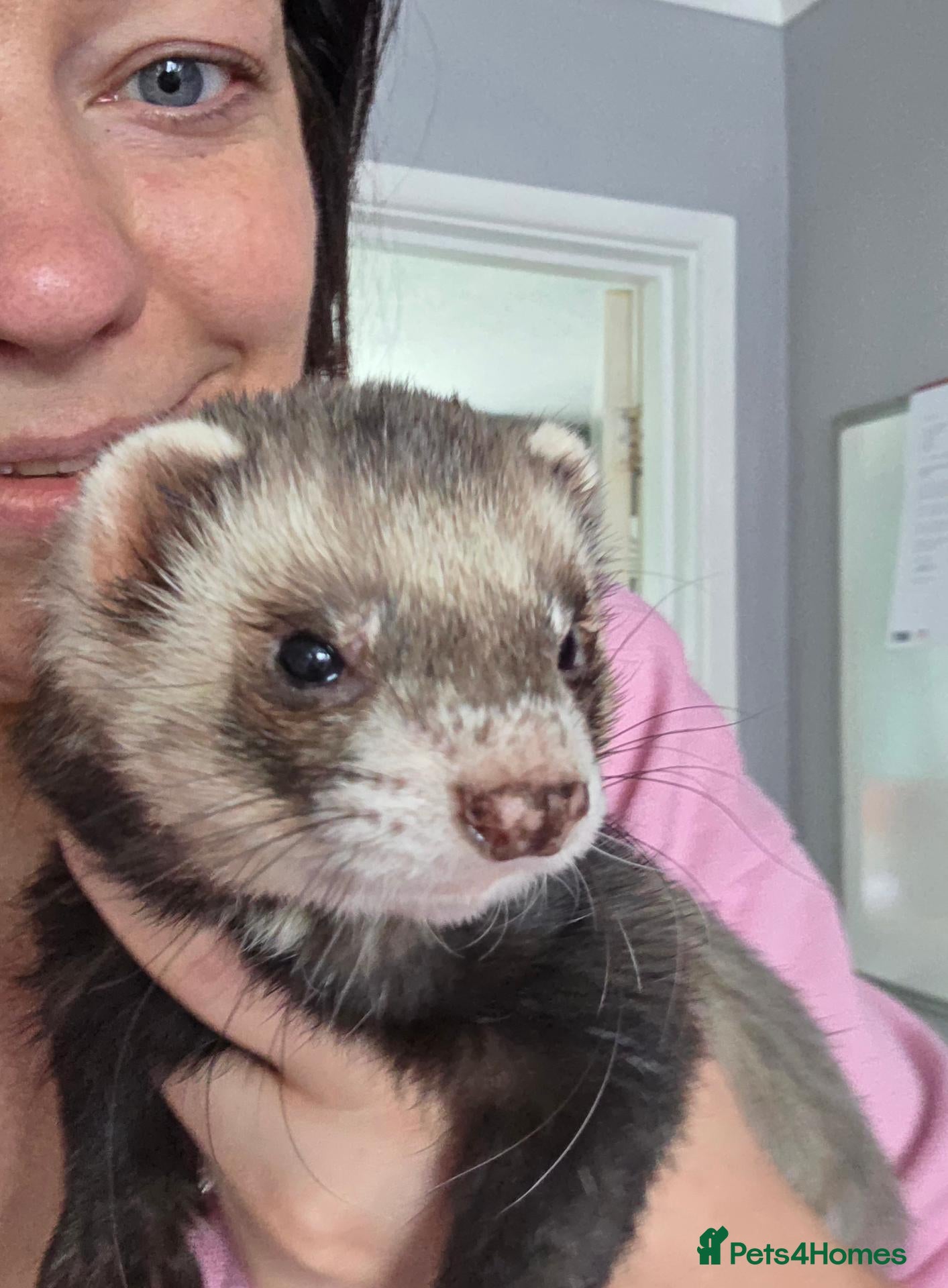 Ferret rodents Two male ferrets for adoption - Advert 12