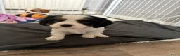 Cavalier King Charles Spaniel dogs for sale: DNA Tested Cavalier King Charles Puppies - Advert 13