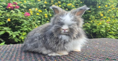 Angora rabbits - Advert 13