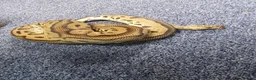 Python Snake reptiles for sale: Royal pythons - Advert 8