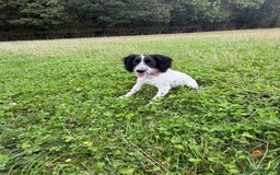 Cockapoo dogs for sale: 5 MONTH OLD F1B COCKAPOO FOR REHOME - Image 7