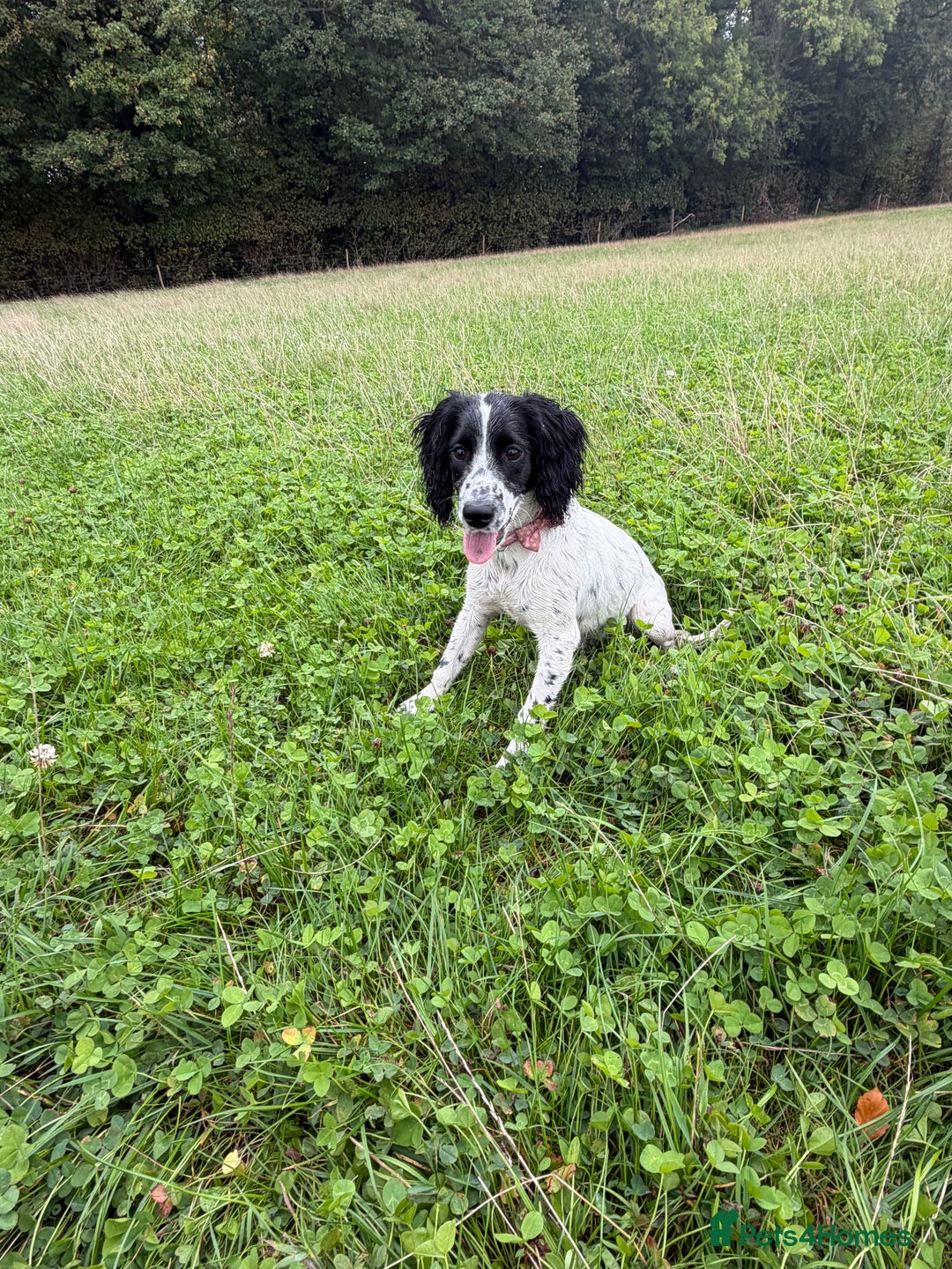 Cockapoo dogs for sale: 5 MONTH OLD F1B COCKAPOO FOR REHOME - Image 7