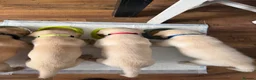 Labrador Retriever dogs for sale: Labrador puppy - Advert 4