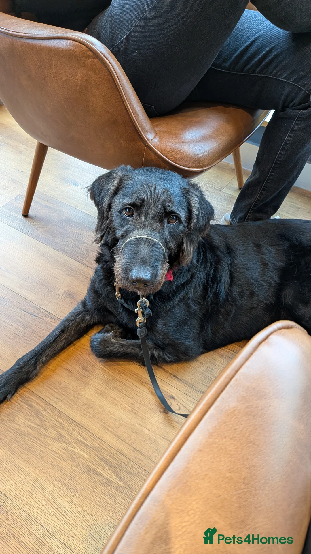 Labradoodle dogs for sale: 2 Year Old Labradoodle - Advert 2