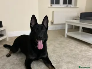 German Shepherd dogs Working Line German Shepherd for sale - Advert 17