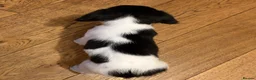 English Springer Spaniel dogs for sale: English springer spaniel puppies - Advert 19