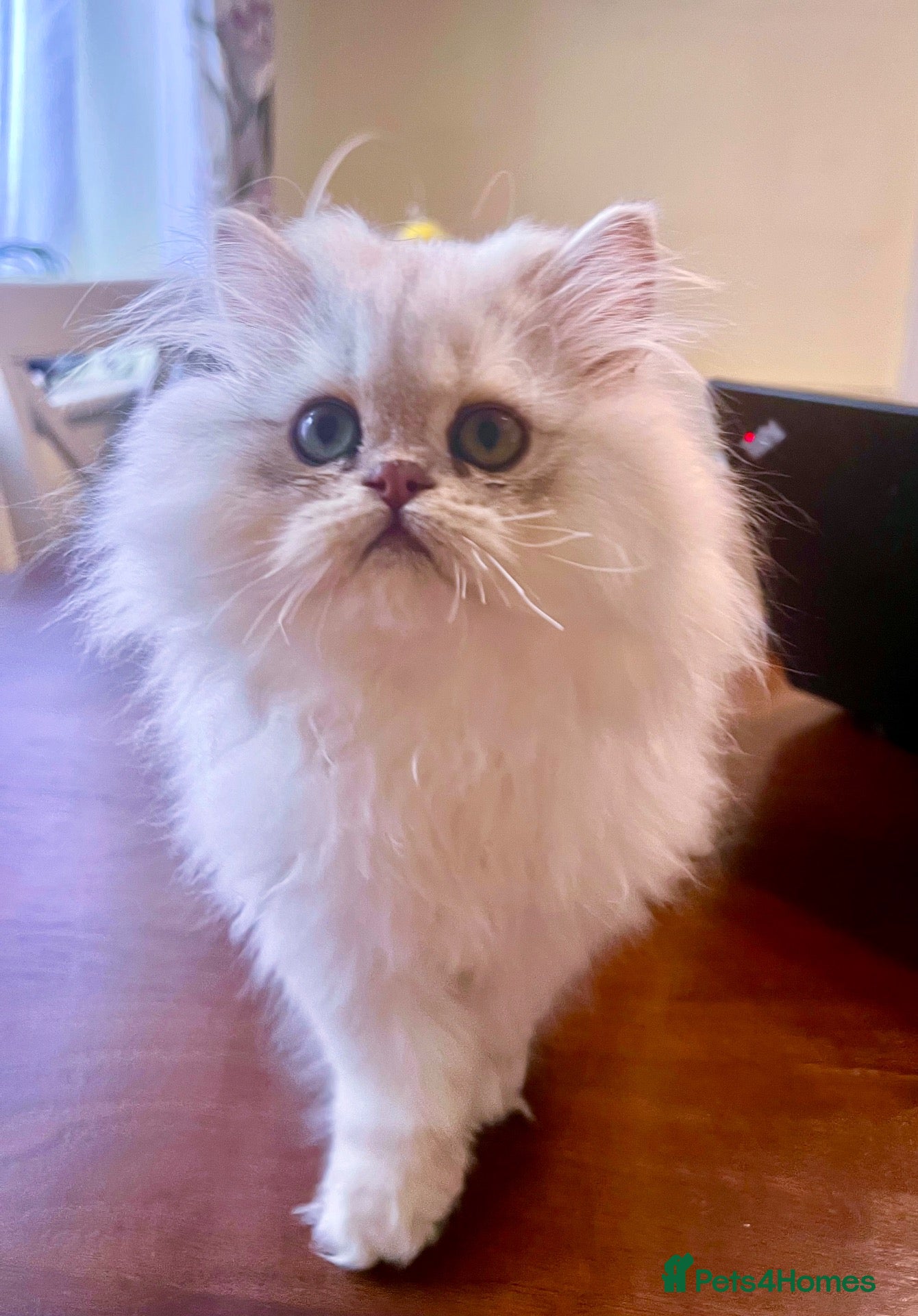 Persian cats Exeptionally Beautiful Chinchilla Persians - Advert 2