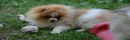 Pomeranian dogs for sale: PACO - Beautiful Pomeranian Boy - Advert 4