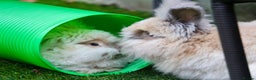 Angora rabbits for sale: English Angora pair  - Advert 3