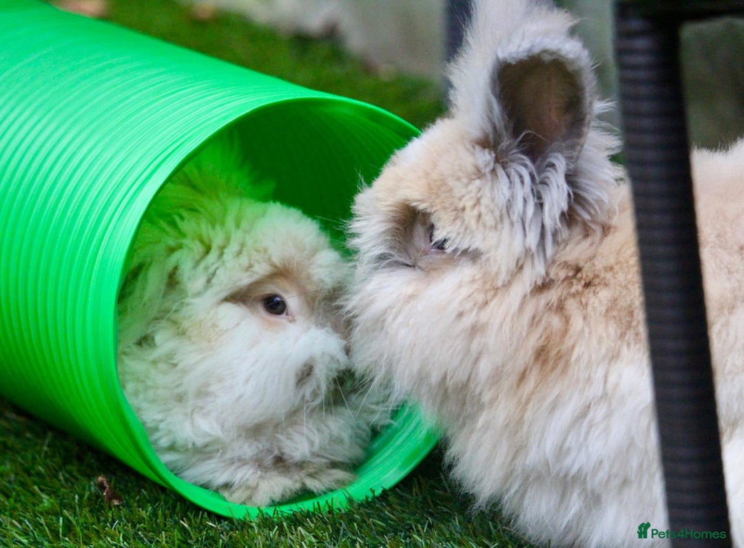 Angora rabbits for sale: English Angora pair  - Advert 3