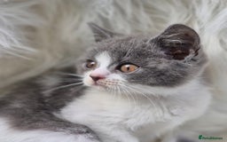 British Shorthair cats for sale: Absolute darling BSH kits GCCF Reg Fantastic type - Image 2