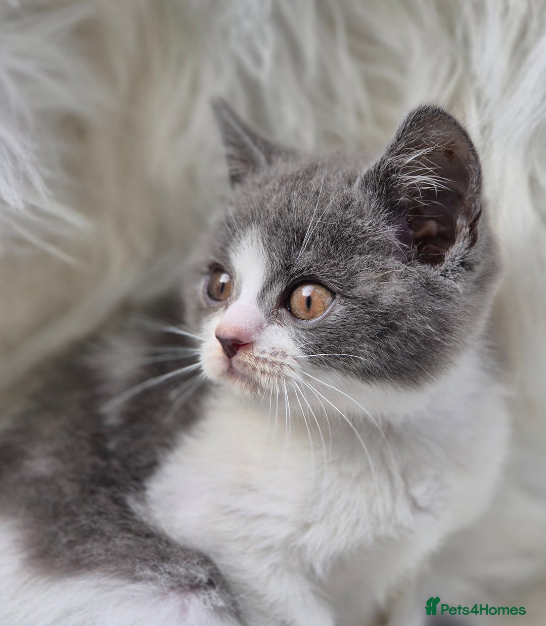 British Shorthair cats for sale: Absolute darling BSH kits GCCF Reg Fantastic type - Image 2