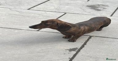 Miniature Dachshund dogs - Advert 10