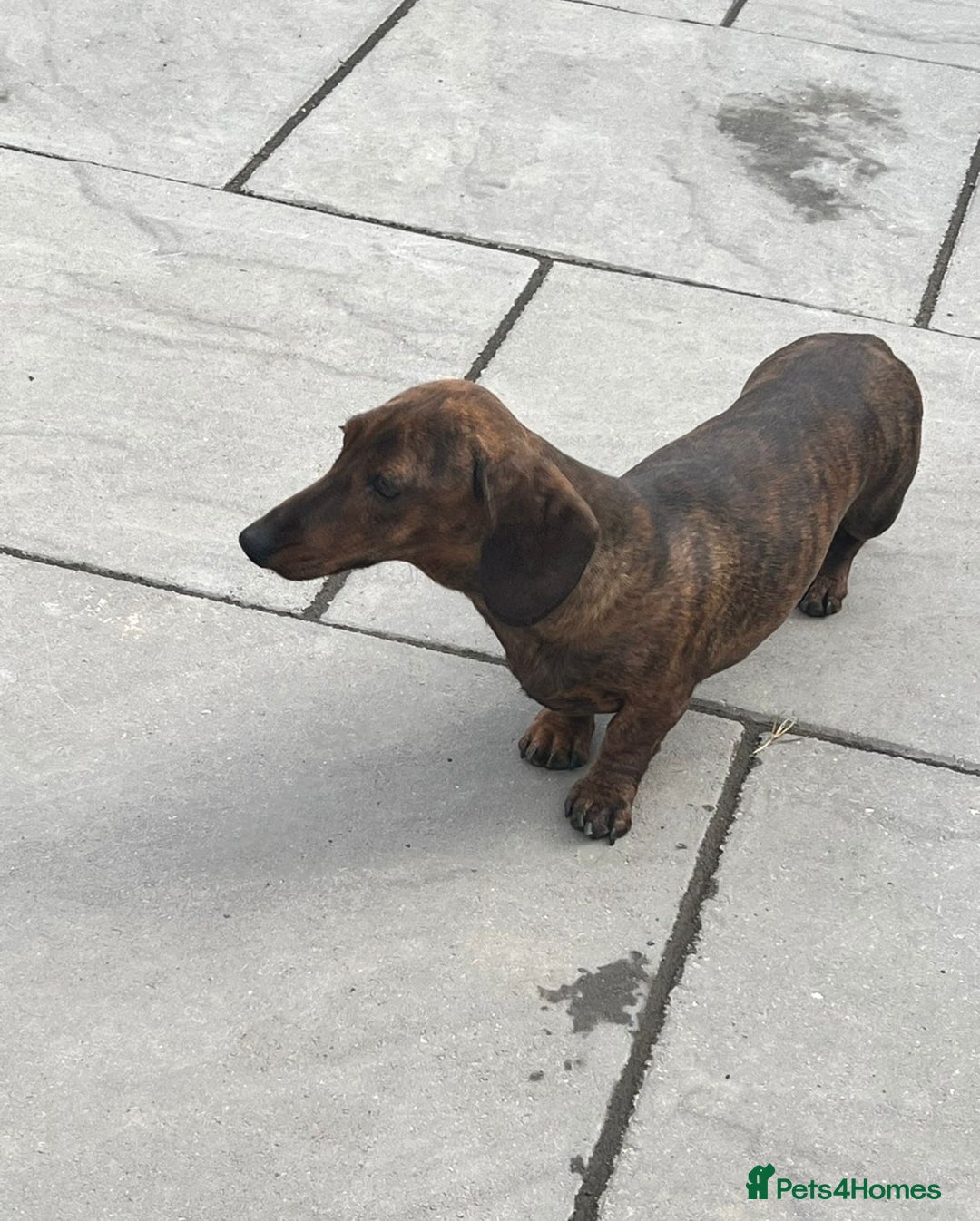 Miniature Dachshund dogs for sale: KC Reg Red Brindle female PRA Clear - Image 3