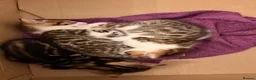 Mixed Breed cats for sale: 🐾 3 Beautiful Bengal Mix Kittens - Advert 13