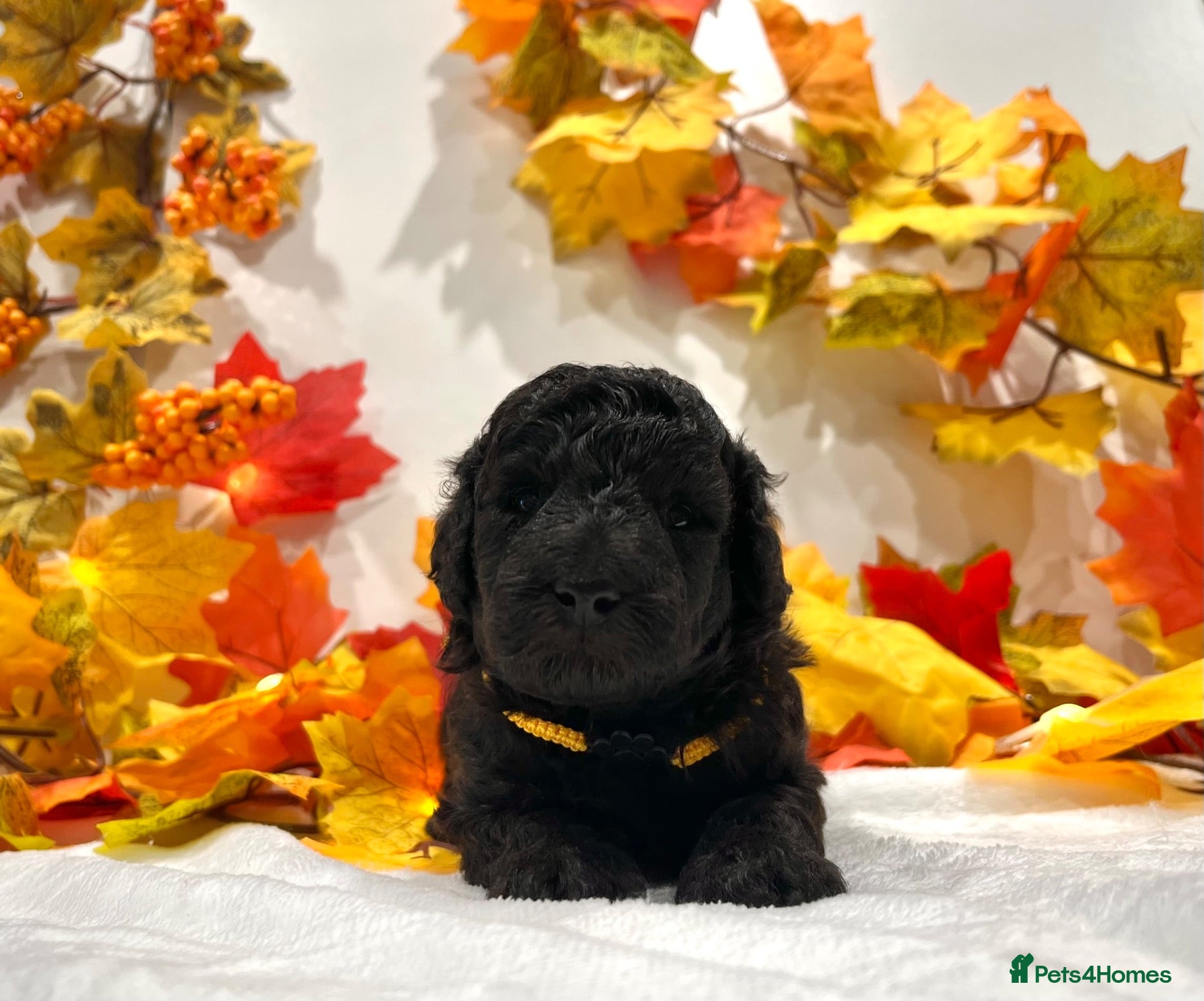 Miniature Poodle dogs 🌟RARE Silver Miniature Poodle Puppies DNA CLEAR🌟 - Advert 2