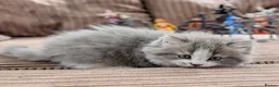 Mixed Breed cats for sale: Beautiful BSHxPersian kittens - Advert 10