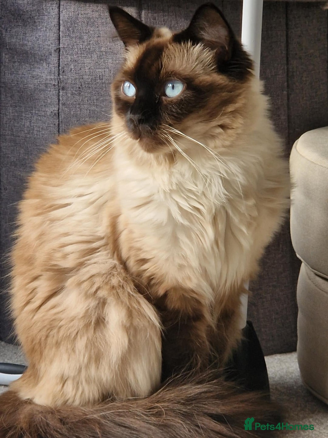 Ragdoll cats for sale: Three cute kittens are looking for loving home - Advert 4