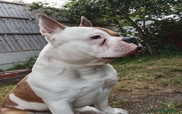 Mixed Breed dogs for sale: French bulldog cross pocket bully - Image 15