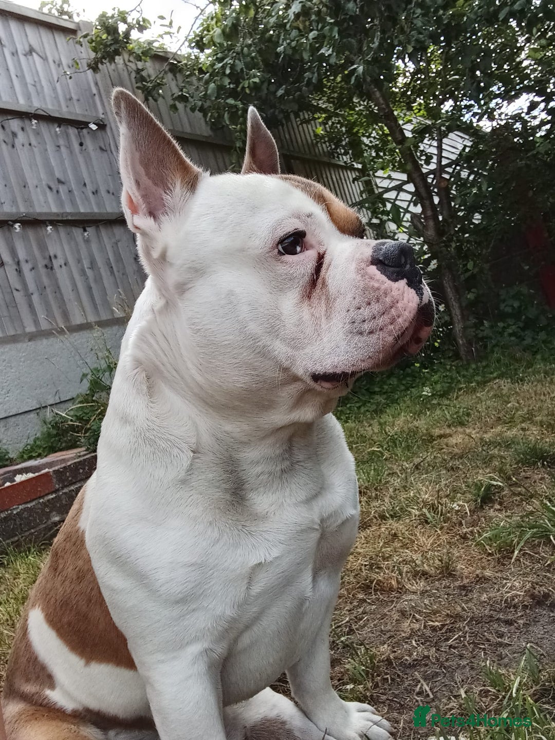 Mixed Breed dogs for sale: French bulldog cross pocket bully - Image 15