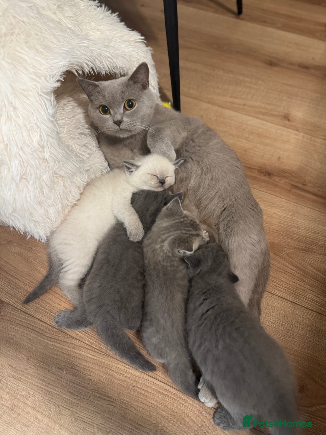 British Shorthair cats for sale: Adorable british shorthair kittens - Image 7