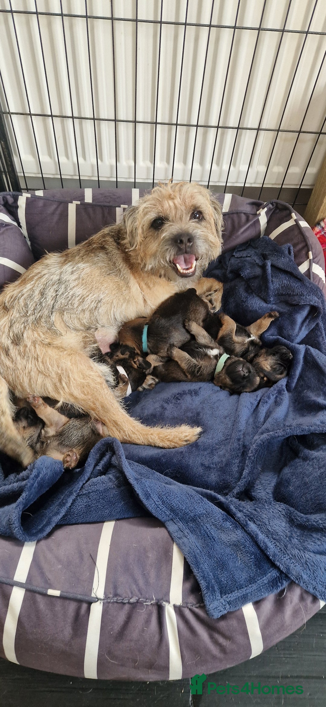 Border Terrier dogs for sale: BORDER TERRIER PUPS - Advert 2