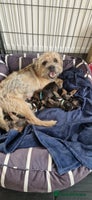 Border Terrier dogs BORDER TERRIER PUPS - Advert 1