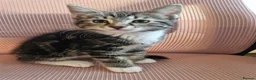 Mixed Breed cats for sale: 🐾 Gorgeous Bengal Cross Kittens Looking for Homes - Advert 1