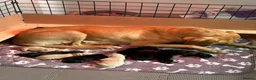 Labrador Retriever dogs for sale: Labrador Puppies - Advert 8