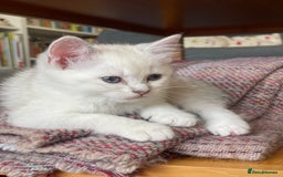 British Shorthair cats for sale: READY NOW ☺️4 British short hair & Ragdoll kittens - Image 29