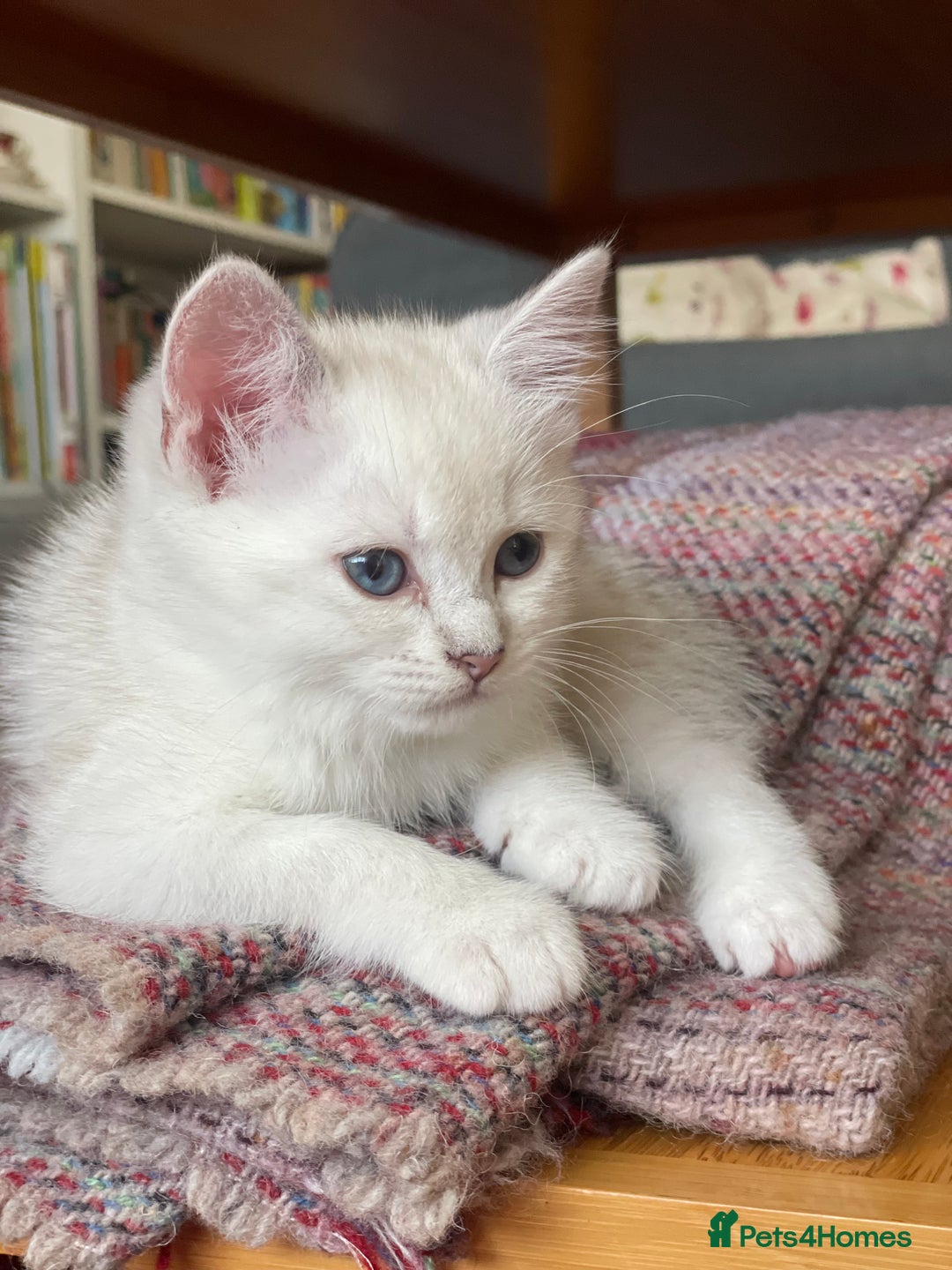 British Shorthair cats for sale: READY NOW ☺️4 British short hair & Ragdoll kittens - Image 29