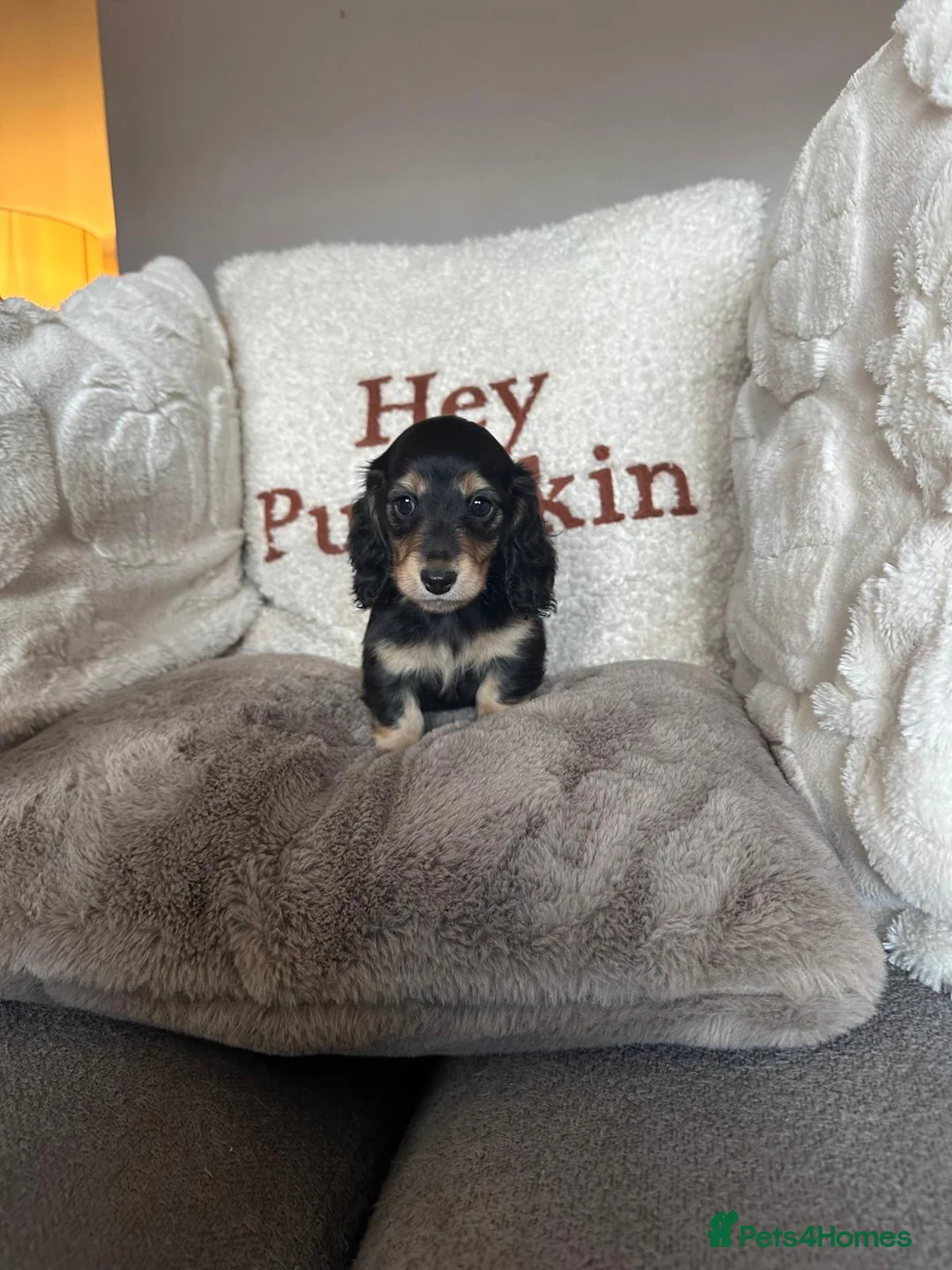 Miniature Dachshund dogs for sale: Miniature Dachshunds - Advert 2