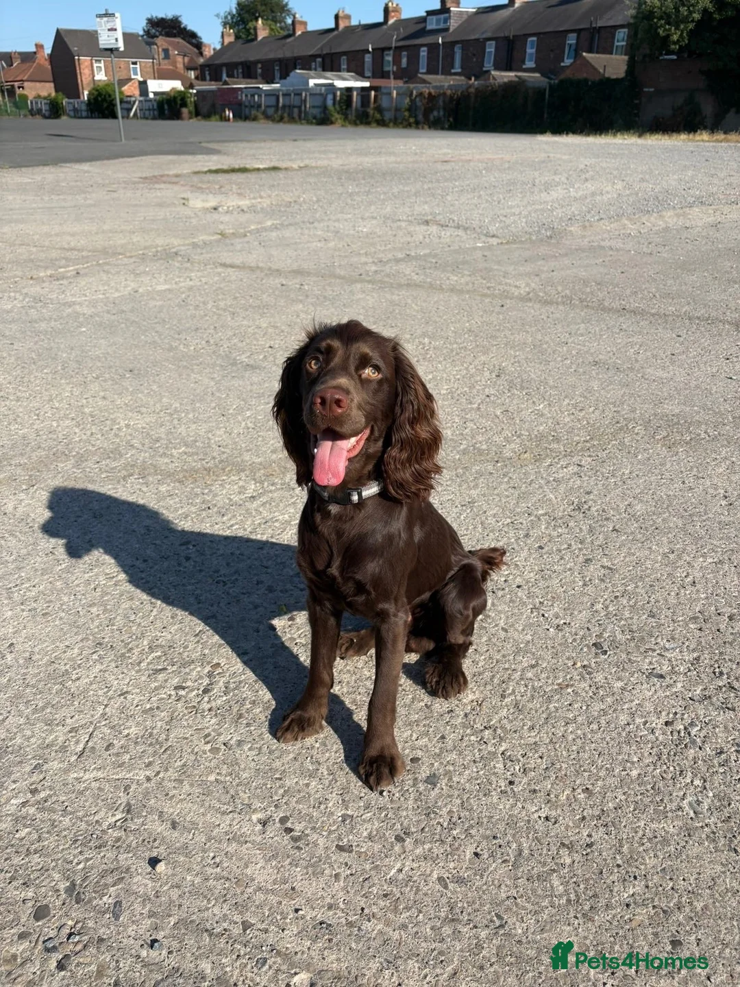 Cocker Spaniel dogs for sale: Make cocker spaniel  - Advert 6