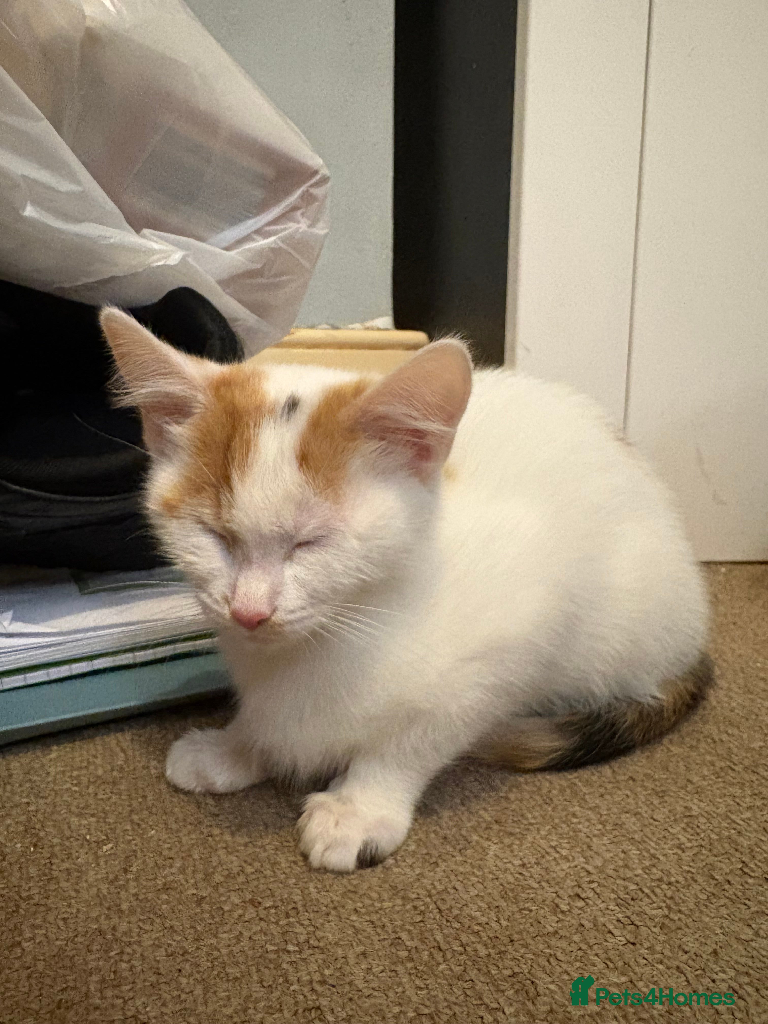 Mixed Breed cats 13 week old calico kitten - Advert 1