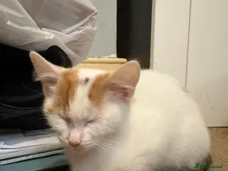 Mixed Breed cats 13 week old calico kitten - Advert 1