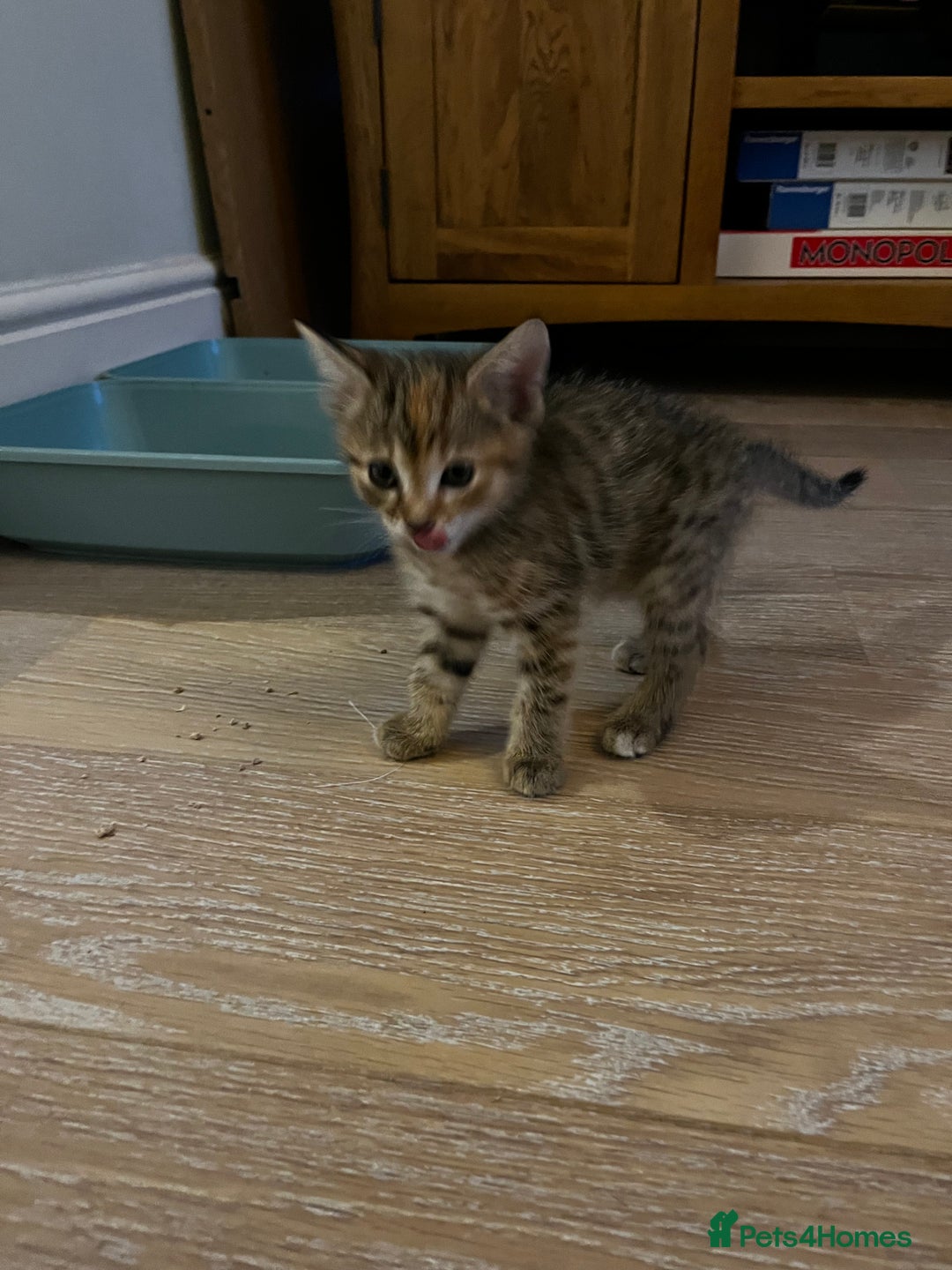 Domestic Shorthair cats for sale: 2 gorgeous tabby girls left - Image 9