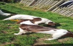 English Springer Spaniel dogs for stud: Springer spaniel stud  - Advert 15