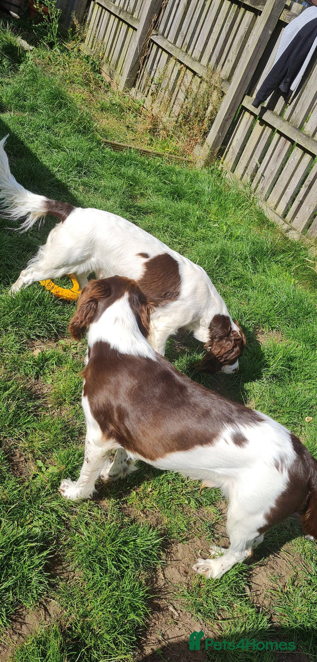 English Springer Spaniel dogs for stud: Springer spaniel stud  - Advert 15